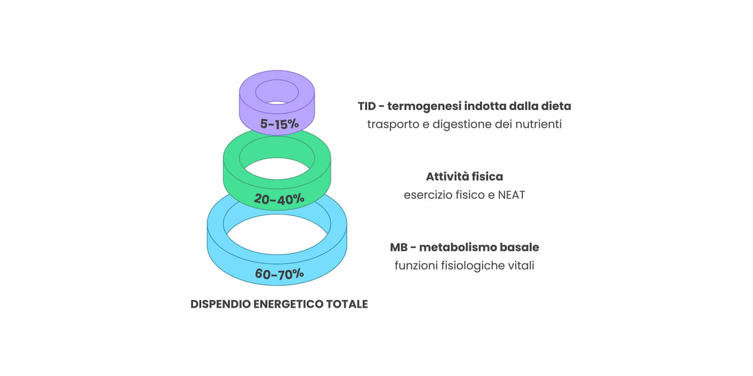 dispendio energetico